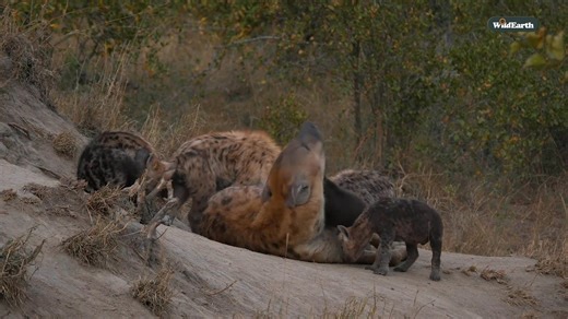 109K views · 3.5K reactions | New ground and playful hyena cubs. Say hello to Little Gowrie. We're rolling into new terrain and what better welcome than an afternoon with a rowdy hyena clan, energetic cubs galore, and Gingrika keeping a watchful eye over the chaos. A whole new corner of the Sabi Sand is opening up, and we can’t wait to bring you every wild moment LIVE with WildEarth. #wildearth #hyena #safari #nature #wildlife | Wildearth | Facebook
