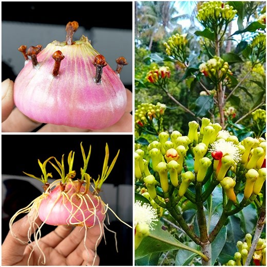 How to grow clove plant at home from clove || Best & easy method for home planting | Dian Creative