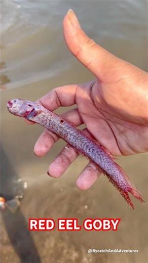 Alien Looking Fish Gets Rescued ❤️