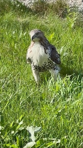 Majestic Hunter of the Skies🦅😍 | The Powerful Flight of the Hawk”