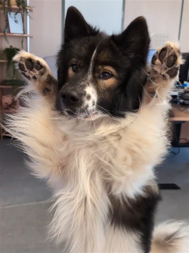 Antwort auf @xynessy.hr Beweis 🥰 #officememes #officedog #dog #dogtricks #dogtreats