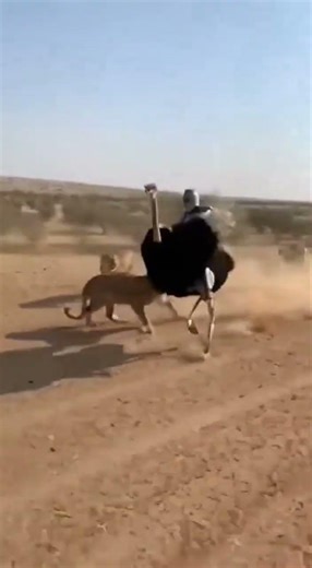 will this lion catch the ostrich? #lion