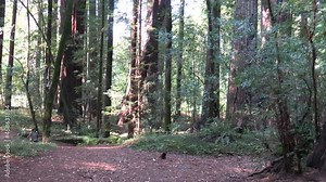 Humboldt County, California Highway 101, Avenue of the Giant Sequoias Road, with a Car Passing and the Camera Panning Right with the Redwood Forest as a Backdrop
