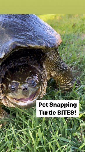 157K views · 1.5K reactions | My Pet Snapping Turtle Bites!!! | Corbin Maxey | Facebook