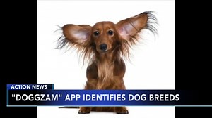 Dog recognition app helps identify dog breeds