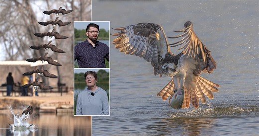 Breathtaking photos of ospreys in Colorado and the stories of connection behind them