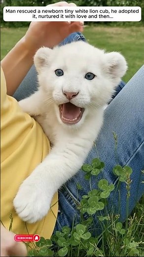 Man adopted an abndoned newborn tiny white lion cub and then...
