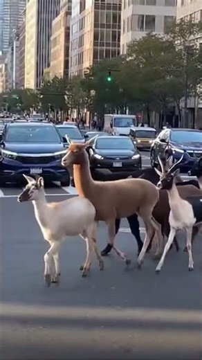 Unexpected Animal Traffic Jam!!