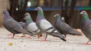 The Mysterious Lives of New York City's Iconic Pigeons