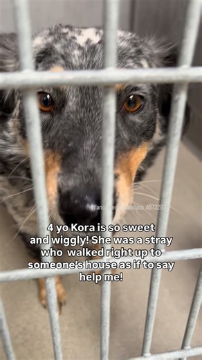 Kora #A5732932 She’s a ~4 years old Blue Merle Queensland Heeler who walked right up to someone’s house as if to say please help me. The finder kept her for a week while they looked for her family but no owner was found so she was brought here . She’s soft, wiggly, and melts the moment you give her attention. She loves people and just wants someone to curl up with. Please share to help this beautiful girl find her forever home. 🏡 Lancaster Animal Care Center 5210 West Ave. I, Lancaster, CA 9353