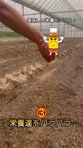 【驚愕】雑草だらけの畑を劇的ビフォーアフター！甘いイチゴができるまでの裏側🍓