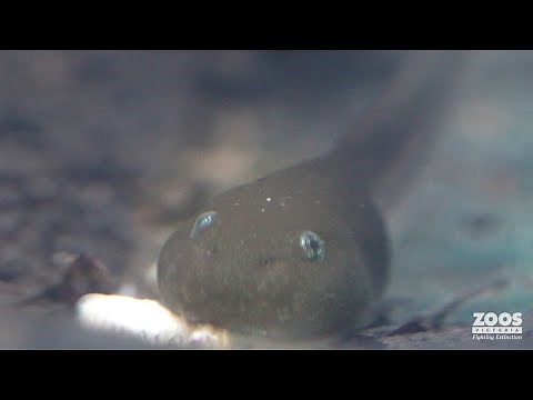 Rescue mission for the Giant Burrowing Frog