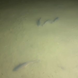 21K views · 452 reactions | Big fish caught under a dock light! | AnglerUp with Brant | Facebook