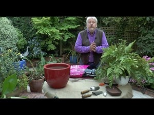 HOW TO REPOT AND DIVIDE AN OUTDOOR FERN