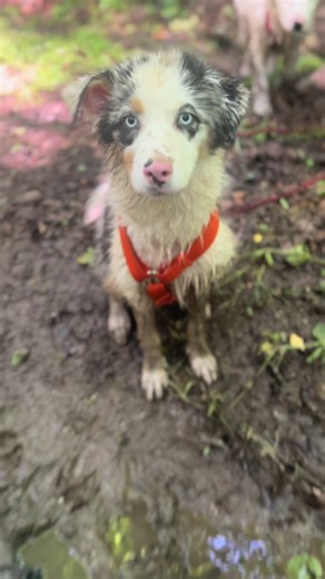 #dogtok #australianshepherd #bluemerle #training #blueeyes