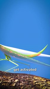 Grasshopper eating male | GREEN WORLD for Future