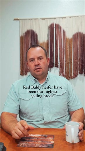 It’s absolutely wild that red heifers have been our highest sellers over the past 3 years! Why is this? #redangus #cattle #RanchLife #ranching #cowcalf #markettips | Williamson Land and Cattle