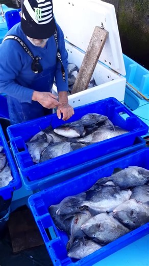 4.2K views · 50 reactions | Gray triggerfish Balistes capriscus | Sousa Jose | Facebook