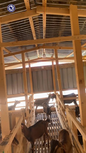 alpine oo aan mar kale boooqanay arigii dalka dibadiisa laga keenay wax walba oo caafimaadkiisa la xariirana aan gacanta ku hayno | Duunyo Veterinary Service