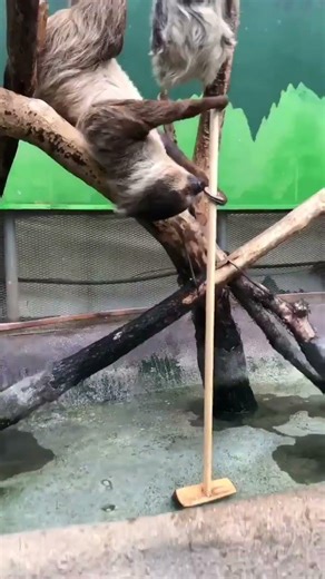 自分で掃除をするナマケモノ