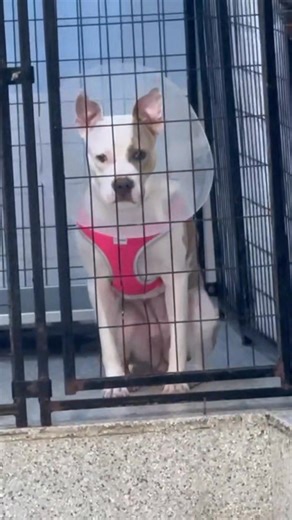 Meet Opal 💖 This one-year-old beauty was recently surrendered and is now safe with us. She’s a sweet girl who we think will do well with other dogs — and maybe even cats (we’ll be testing her soon!). For now, she’s resting in quarantine and getting the care she needs. Your donations help us continue taking in dogs like Opal and giving them a second chance. You can donate through any of our links to support her journey 🐾 💚 CashApp — $savingsage 💚 Venmo — @savingsage 💚 Zelle — savingsagerescu