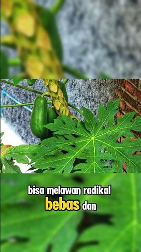 benefits of papaya leaves