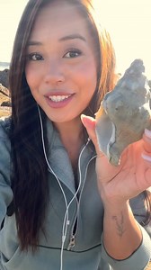 Rebecca - Sea Life Lover & Educator on Instagram: "Sea shells are created and formed by animals! They’re usually created by soft-bodied mollusks who need their shells to protect their soft bodies. The animal secretes calcium carbonate which then hardens on the outside of their bodies and forms their shell. When the animal passes away, it leaves behind sea shells. The more you know! #seashell #sealife #oceanlife"