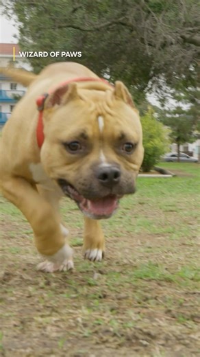 Bubba’s build is one we’ll never forget! 🐾 Thanks to Derrick’s custom prosthetic and wrist brace, this pup is standing tall and running strong! #WizardOfPaws #WizardOfPawsTV #BYUtv #BionicPets | The Wizard of Paws