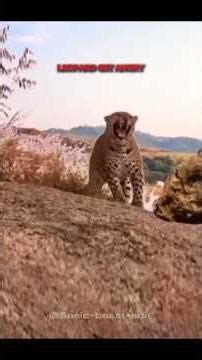 The Leopard Didn't Forget...