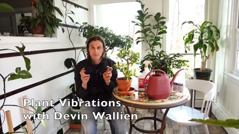 Get rid of indoor plant bugs with systemic insecticides (scale, mealy bugs, aphids, spider mites)