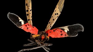 See a Spotted Lanternfly? Here's what to do about the invasive insect showing up in Pa.