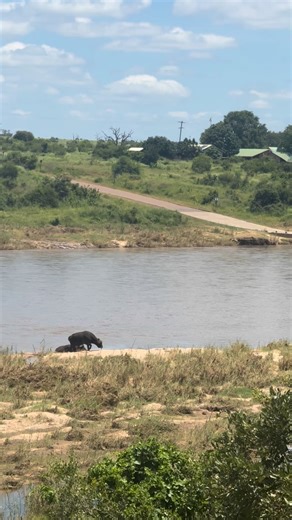 Two buffalo bulls enjoying a beach day in front of Ellie Walk🤍 | Elephant Walk Tented Camp and Retreat
