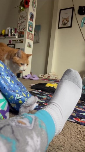 786K views · 7.9K reactions | Human is lazy in getting me my food! #cat #cats #catsofinstagram #boss #catlady #catladylife #catlover #lovecats #catbite #hungry #hungrycat #cute #cutecat #cutecatcrew #fyp #bossy | Butters | Facebook