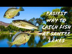 How to Catch Fish at Santee Lakes, San Diego! (TONS OF FISH)