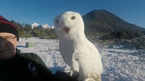 Qigiq, a Snowy Owl and Raptor-in-Residence here at the Alaska Raptor Center, belongs to the heaviest owl species here in North America. Thick feathers for insulation from Arctic cold make Snowy Owls North America’s heaviest owl, typically weighing around 4 pounds, 1 pound heavier than a Great Horned Owl and twice the weight of a Great Gray Owl (North America’s tallest owl). | Alaska Raptor Center