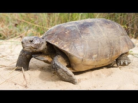 Gopher Tortoises Rescued and Relocated to New Home