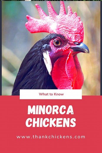 The Minorca chicken breed: everything you need to know - Thank Chickens