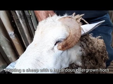 cutting of hazardous horn growth in Sheep