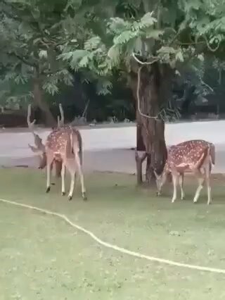 Macaque helping a deer to reach the food.. 🦌😊