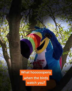 Loopy is in the eye of the birdhoooooooolder | Froot Loops | Facebook