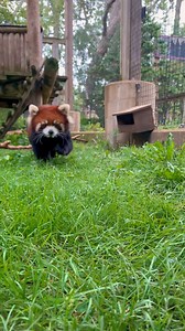 Happy #InternationalRedPandaDay! 🧡🖤❤️ Thanks to our Small Mammal Keepers, Jared and OJ, for telling us about these cute and charismatic creatures! Swing by Primate Forest today to enjoy coloring sheets and learn fascinating Red Panda facts. Plan your visit at https://www.toledozoo.org/ #IRPD2024 #SaveTheRedPandas | The Toledo Zoo