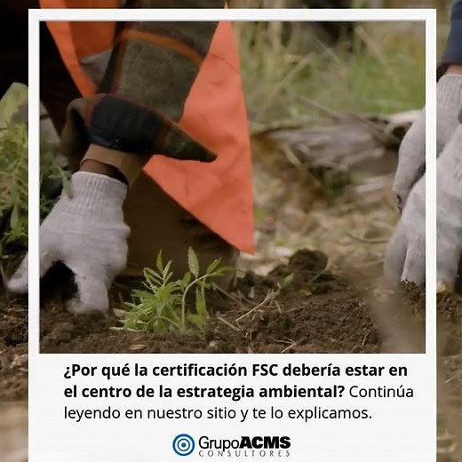 ¿Por qué la certificación FSC Gestión Forestal es vital en nuestra estrategia?