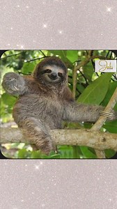 Is a Sloth lazy or slow #nature #truestory #Wildlife #nkhani | The Jaki Show