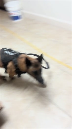 A Day in the Life of a Service Dog