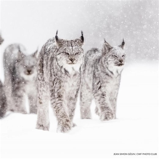 Calling all nature lovers & photographers! CWF's Reflections of Nature 2023 Annual Photo Contest has officially started! ➡️There are FIVE categories: 🏕️Connecting with Nature 🦫Focus on Fauna 🏔️Canadian Landscape 🌻Finding Flora 🏙️Urban Interaction ➡️How to enter: 📅Contest runs August 1 - October 31 📸Upload your image(s) into 1 of our 5 photo categories 🏆This year's top prize is a $500 Visa Gift Card 1 year subscription to Canadian Wildlife or Biosphere Magazine, and winning photo(s) publi