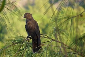 Seychelles black parrot - Alchetron, the free social encyclopedia