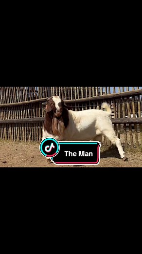 Bullseye the Ram Ready for Ewes