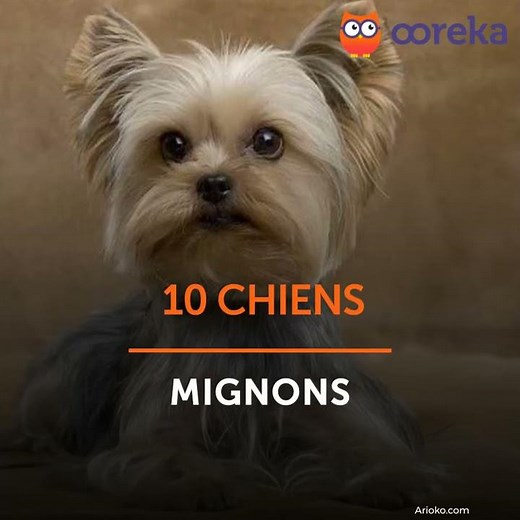 10 Chiens mignons