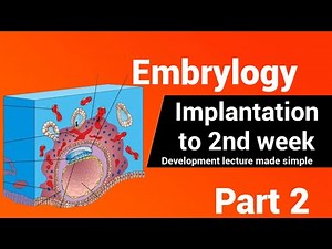 Embryology | The bilaminar embryonic disc | 2nd Week development #AnatomyHub
