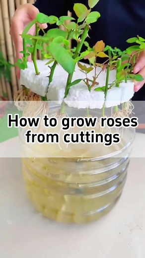 How to Grow Roses from Cuttings: Step-by-Step Guide